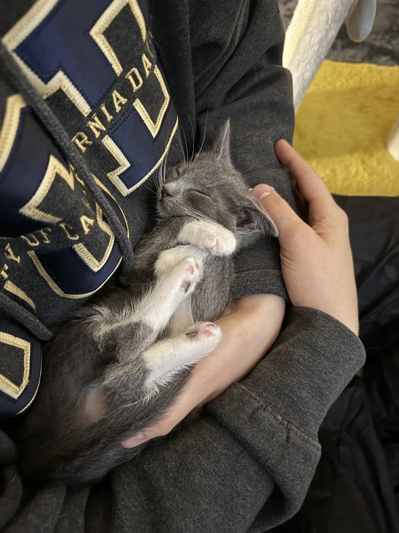 A young medium-sized female Gray & White Domestic Short Hair cat named Chupacabra for adoption in Davis, CA
