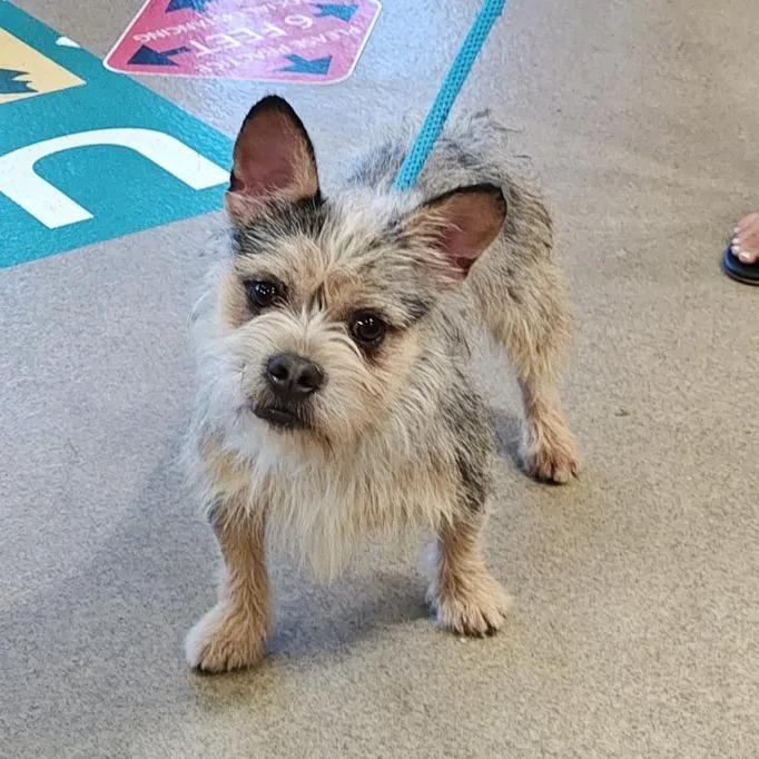 A baby small-sized male Yellow / Tan / Blond / Fawn French Bulldog dog named IEPAStray for adoption in Upland, CA