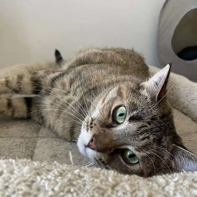 An adult small-sized female Brown / Chocolate Domestic Short Hair cat named Katy for adoption in Long Island City, NY