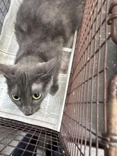 An adult medium-sized female Domestic Short Hair cat named Shark for adoption in Los Angeles, CA