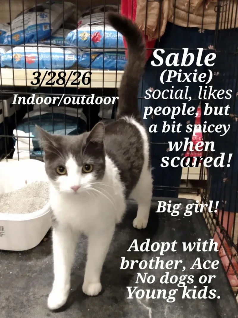 Sable And Ace thumbnail 2