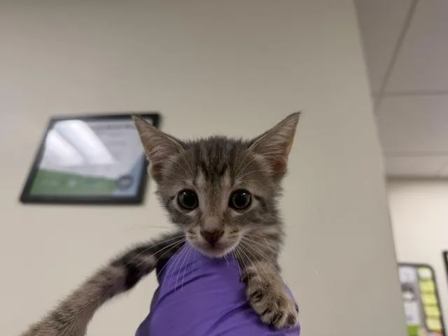 A baby small-sized female Domestic Short Hair cat named Gia for adoption in Miami, FL