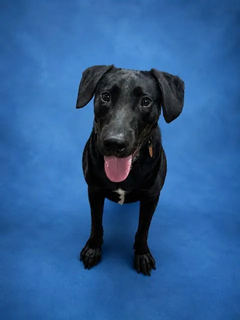 A young large-sized female Labrador Retriever dog named Jayden for adoption in Westminster, MD