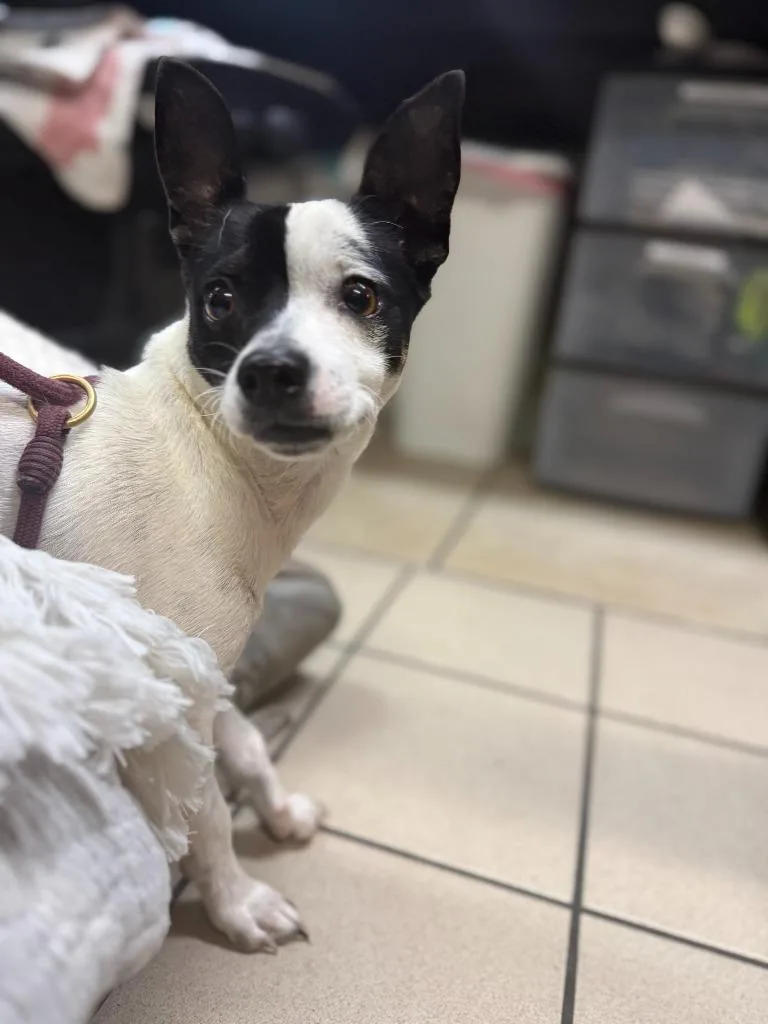A young small-sized female Rat Terrier dog named Marshmallow for adoption in Sebastian, FL