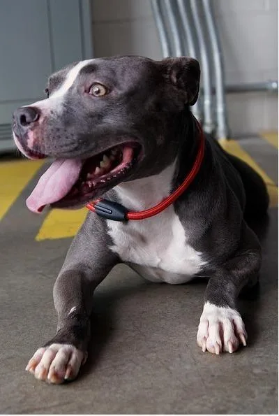 A young medium-sized female Pit Bull Terrier dog named Maggie for adoption in Dallas, TX