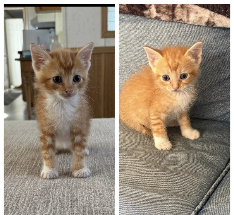 A baby small-sized male Tabby (Orange / Red) Domestic Short Hair cat named Cool Beans And String for adoption in Hickory, NC