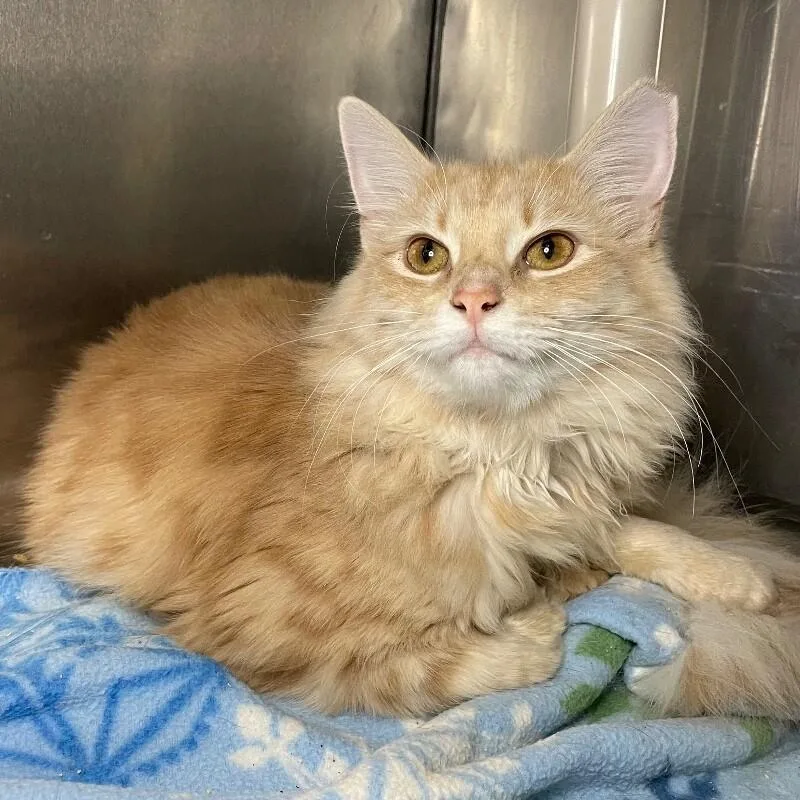 A young medium-sized male Domestic Long Hair cat named Tigger for adoption in Roanoke, VA