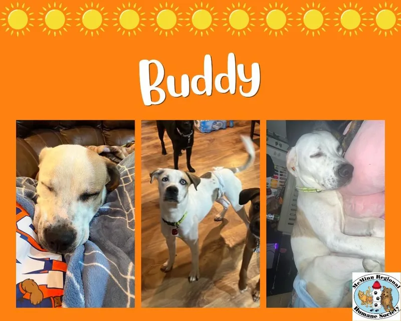 A young medium-sized male Terrier dog named Buddy for adoption in Athens, TN