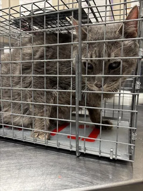 An adult large-sized male Domestic Short Hair cat named Ivar The Incredible for adoption in Las Vegas, NV