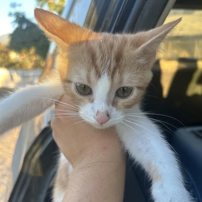 A baby small-sized male Orange / Red Domestic Short Hair cat named Friday for adoption in Hemet, CA