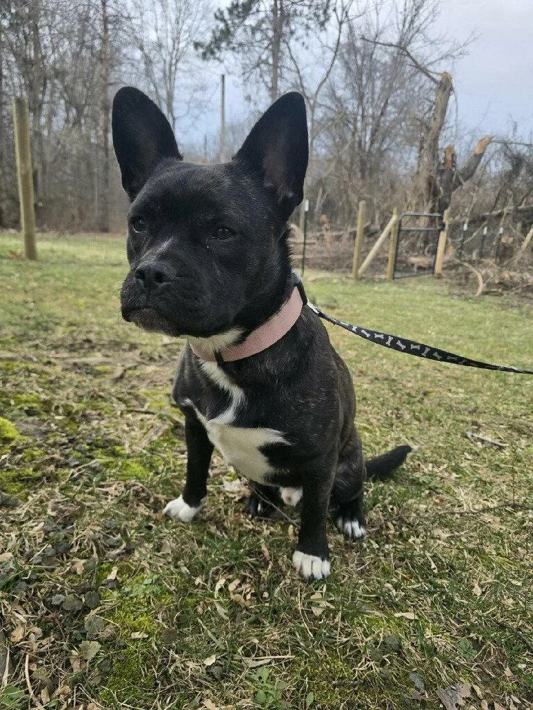A young medium-sized male French Bulldog dog named Buddy for adoption in Utica, MI