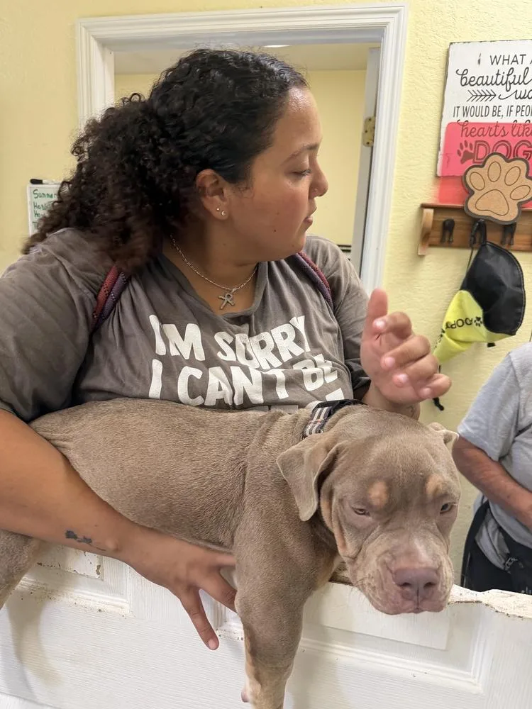 A baby medium-sized male Tricolor (Brown, Black, & White) American Bulldog dog named Lord Cannonball of the for adoption in Lakeland, FL