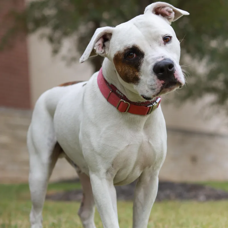 An adult medium-sized male White / Cream American Bulldog dog named Petey for adoption in Bryan, TX