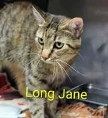 An adult medium-sized female Brown / Chocolate Domestic Short Hair cat named Long Jane for adoption in Moline, IL