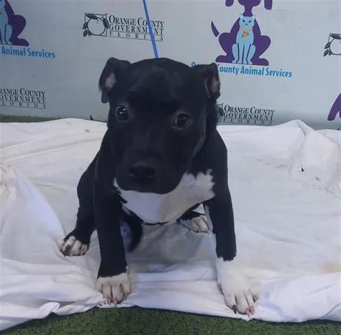 A baby small-sized female American Staffordshire Terrier dog named Boulder for adoption in Orlando, FL
