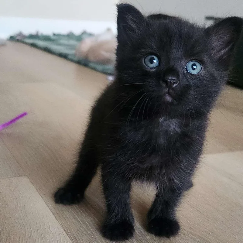 A baby medium-sized female Black Domestic Short Hair cat named Dr. McKay for adoption in Cleveland Heights, OH