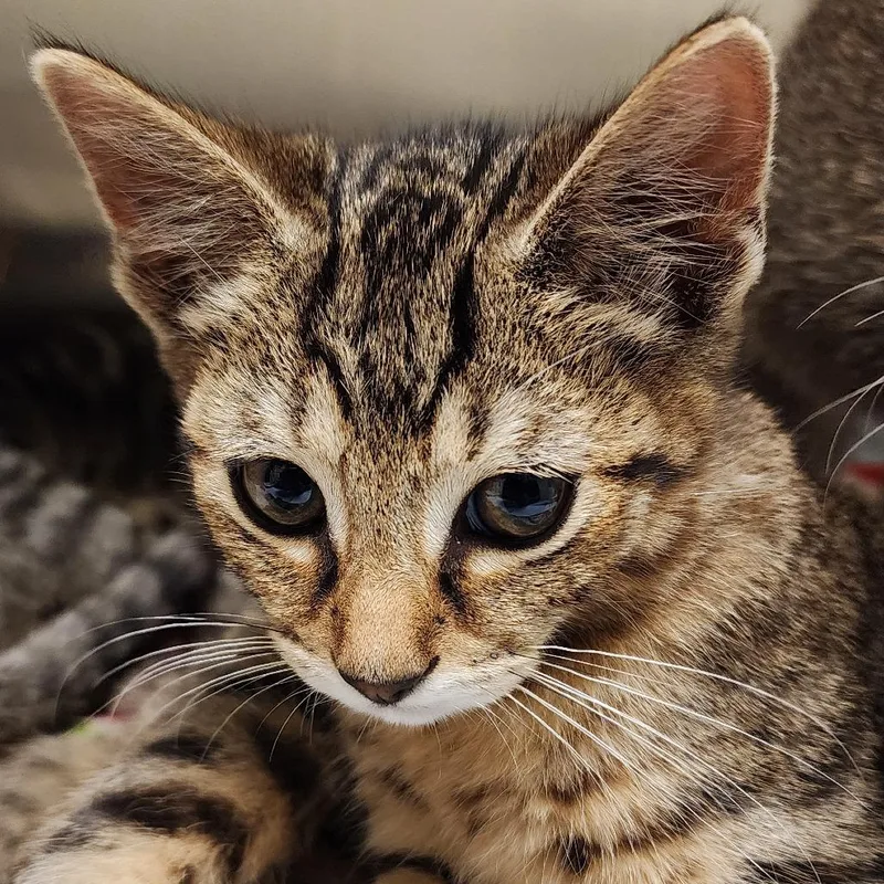 A baby small-sized male Brown / Chocolate Domestic Short Hair cat named Pie for adoption in Elizabeth City, NC