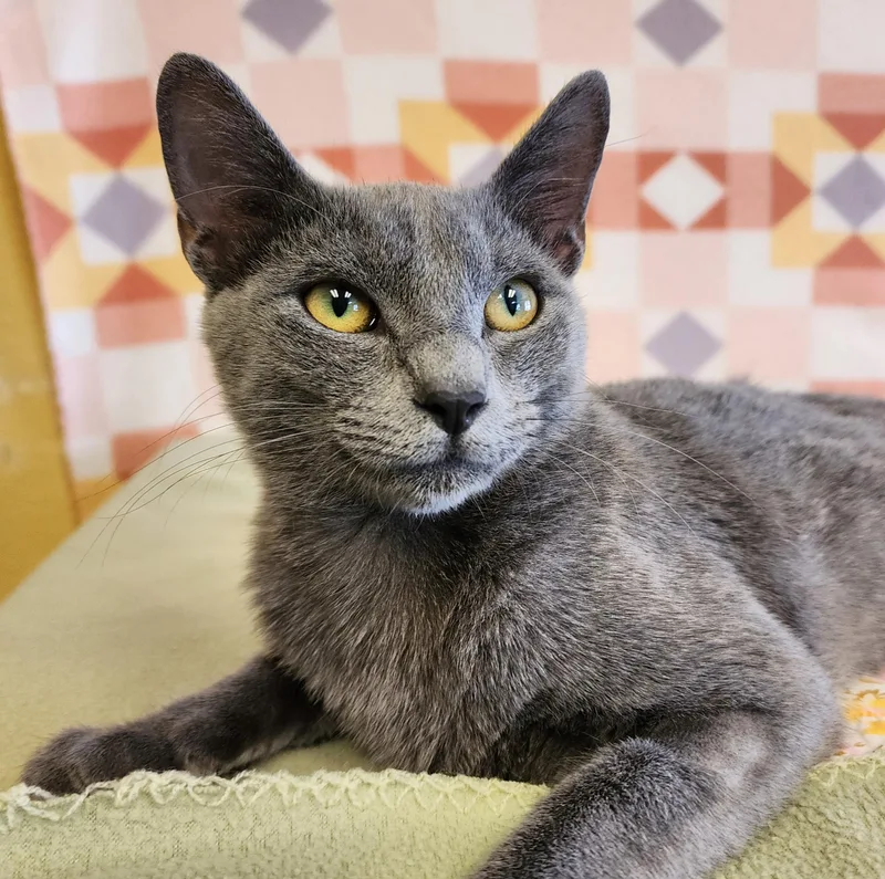 A young medium-sized female Gray / Blue / Silver Domestic Short Hair cat named Butter Cup for adoption in ALPINE, TX