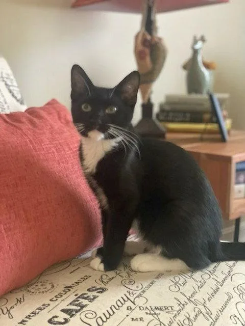 A baby small-sized male Black & White / Tuxedo Tuxedo cat named Randy for adoption in Fayetteville, GA