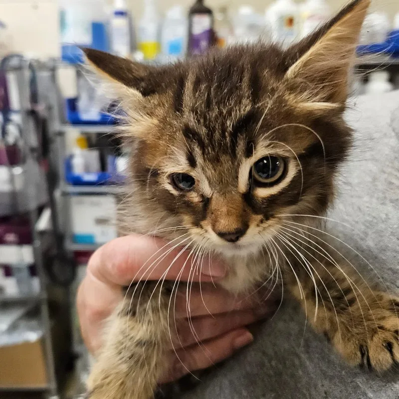 A baby small-sized male Gray / Blue / Silver Domestic Short Hair cat named Ginger for adoption in Lake Panasoffkee, FL