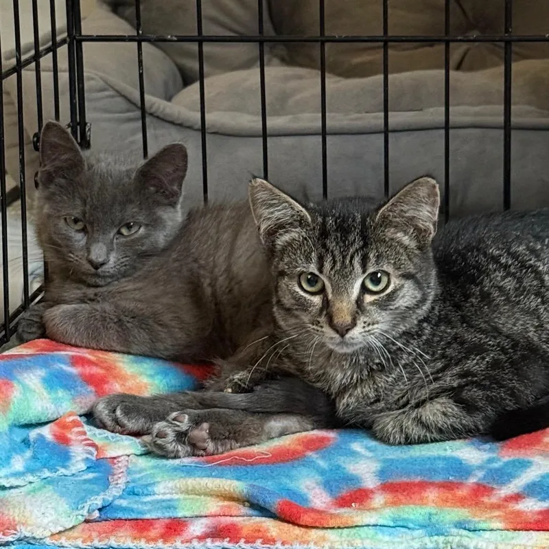 Judy Blue thumbnail 2