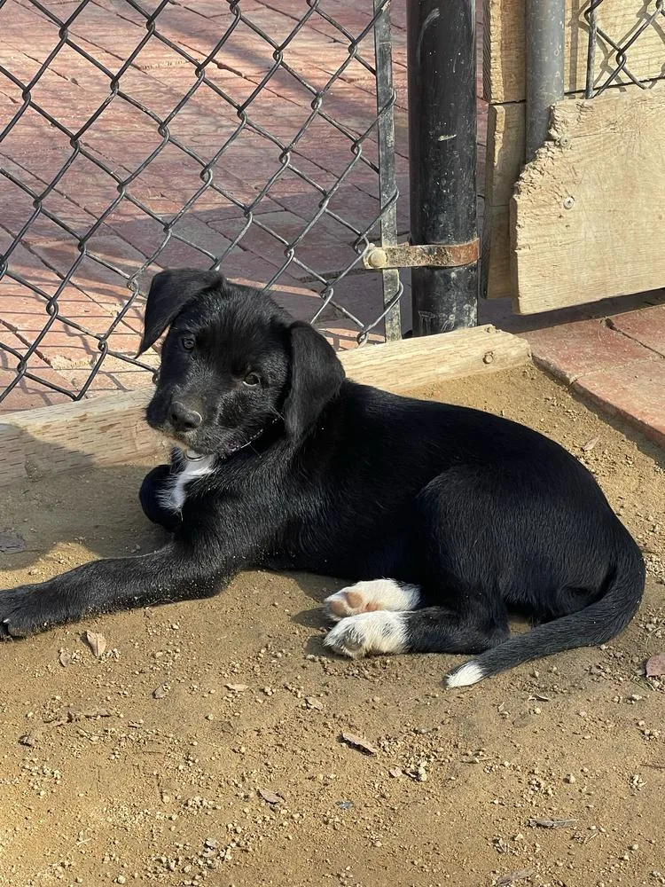 A baby medium-sized female Labrador Retriever dog named Morticia for adoption in San Diego, CA