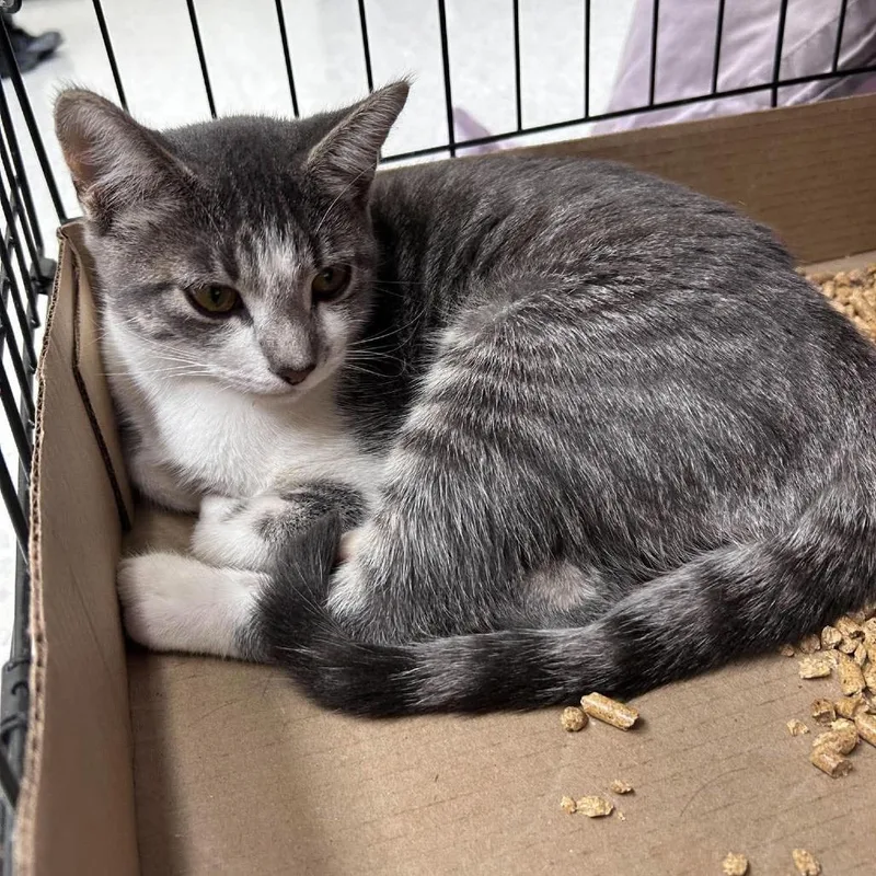 A baby small-sized female Gray / Blue / Silver Domestic Short Hair cat named Cali for adoption in Bastrop, TX