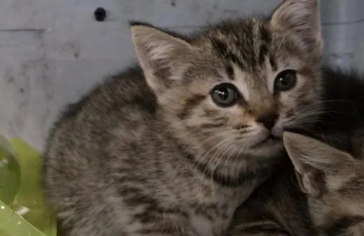 A baby small-sized female Domestic Short Hair cat named Gemma for adoption in San Pedro, CA