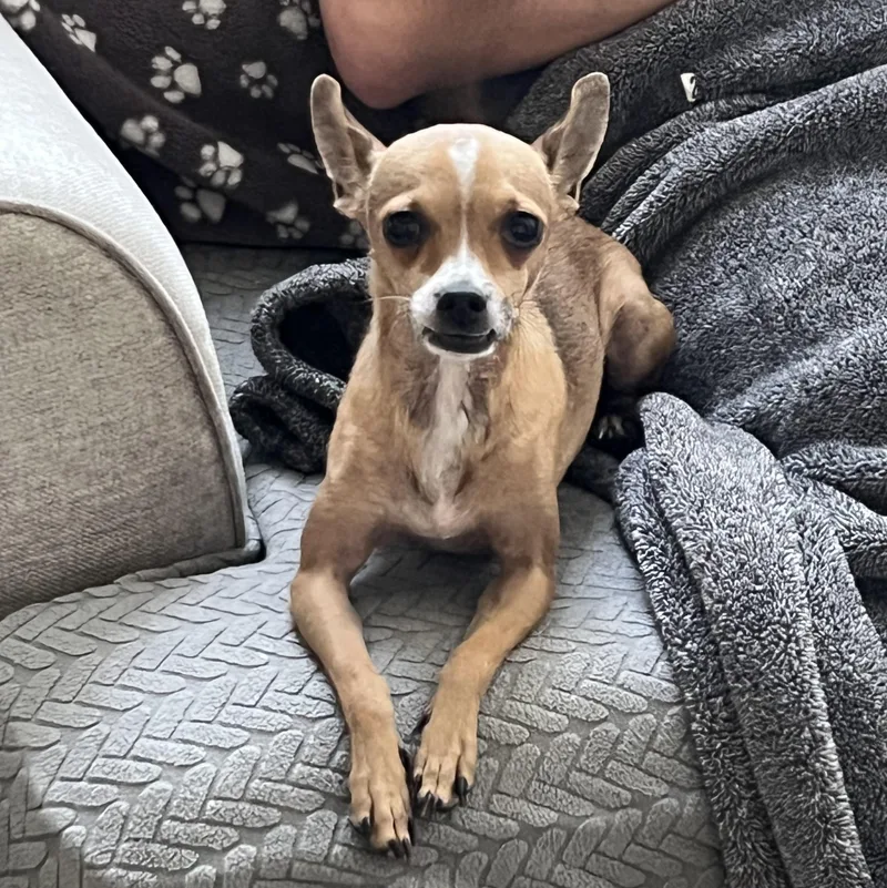 A young small-sized male Yellow / Tan / Blond / Fawn Chihuahua dog named Finn for adoption in Phoenix, AZ