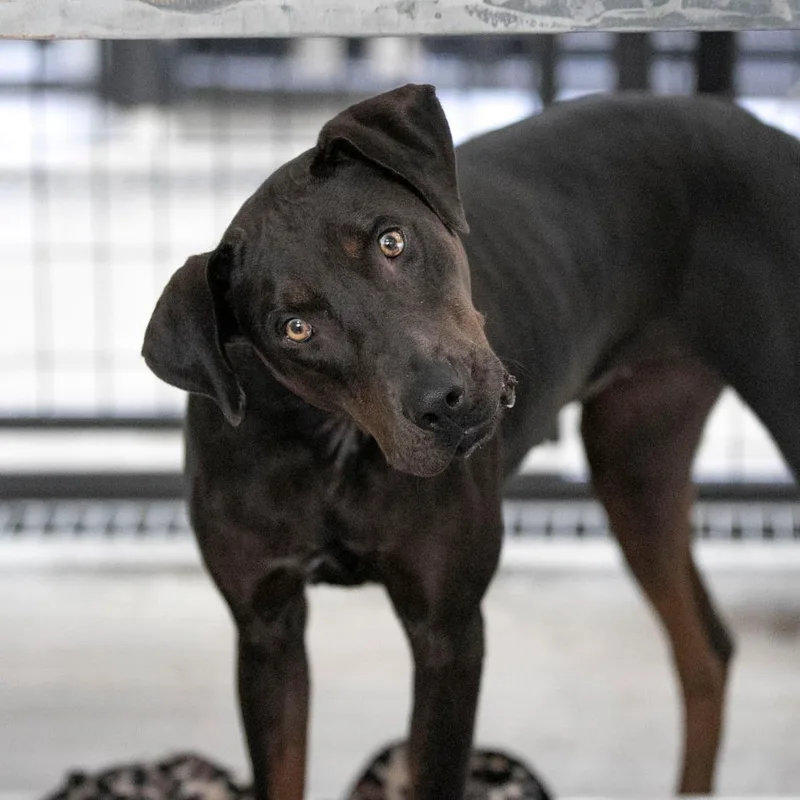 An adult medium-sized female Brindle Catahoula Leopard Dog dog named Elsa for adoption in Peyton, CO