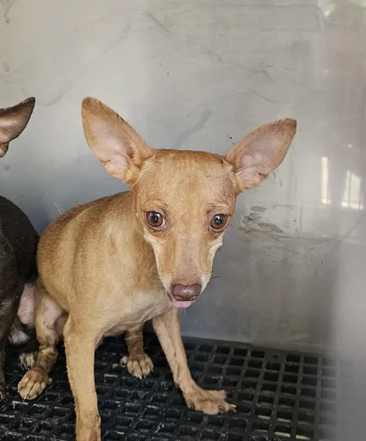 An adult small-sized female Mixed Breed dog named Carbonara for adoption in Dallas, TX