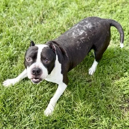 An adult large-sized male Black Mixed Breed dog named Zeus for adoption in Dubuque, IA