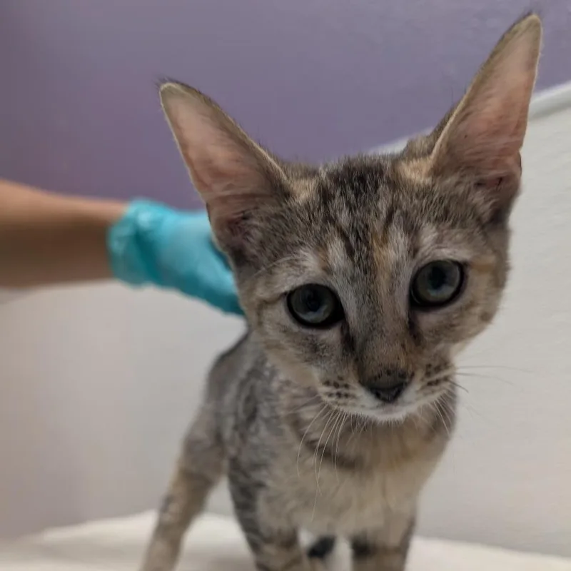 A baby medium-sized female Brown / Chocolate Domestic Short Hair cat named Lettuce for adoption in Albuquerque, NM