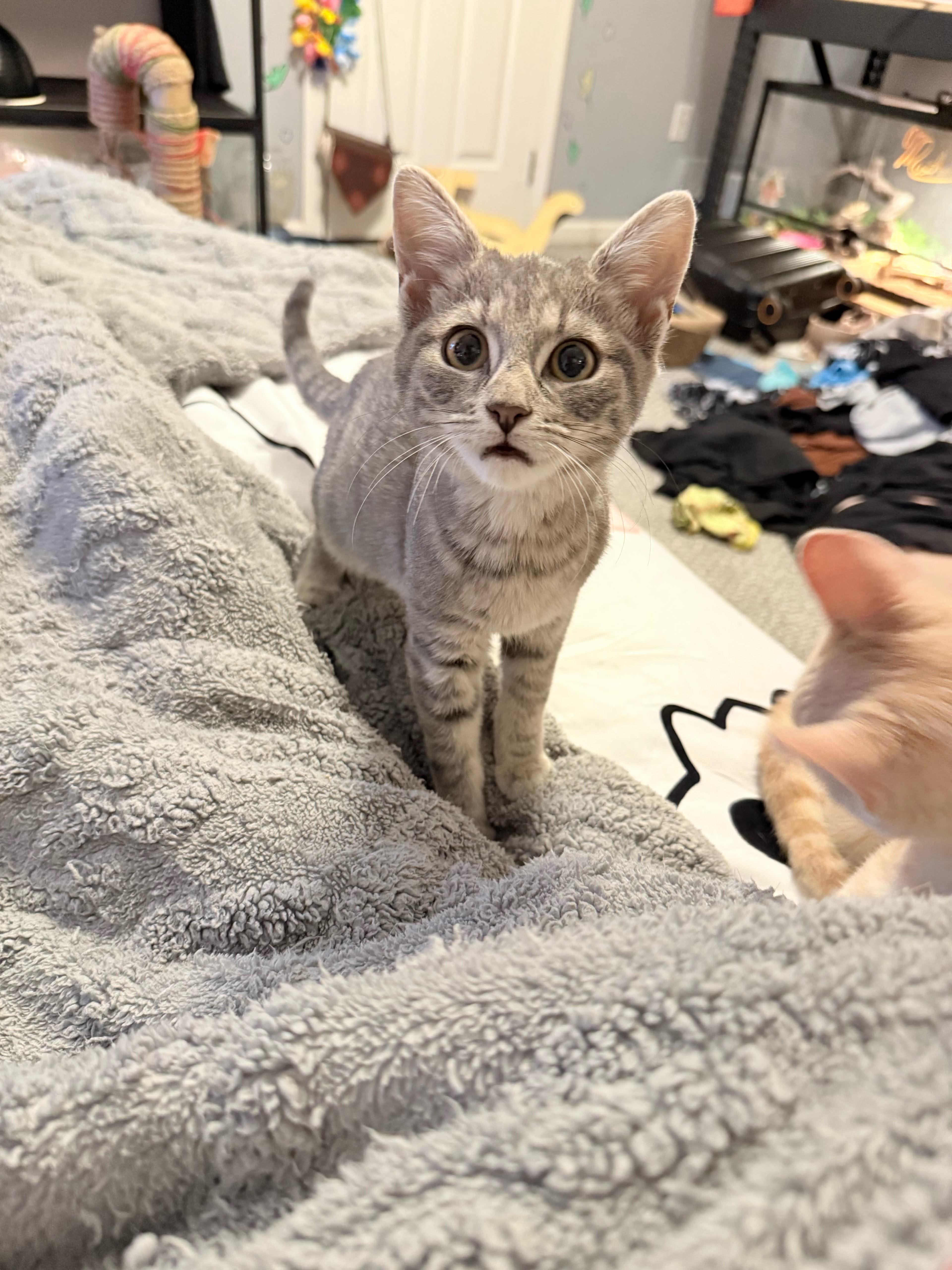 A baby small-sized female Domestic Short Hair cat named Bowser and Peach for adoption in New Britain, CT