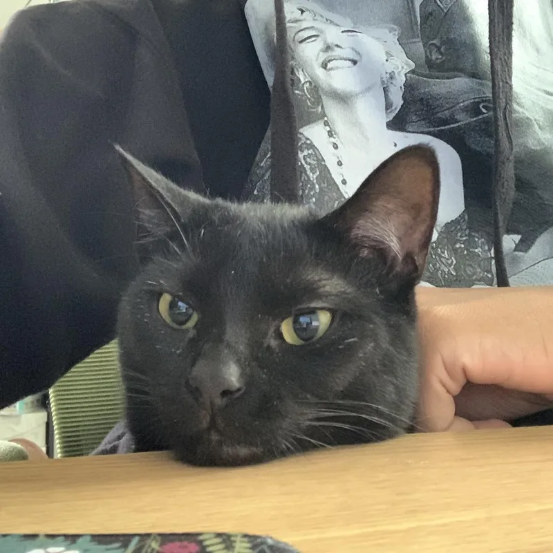 Franklin thumbnail 2