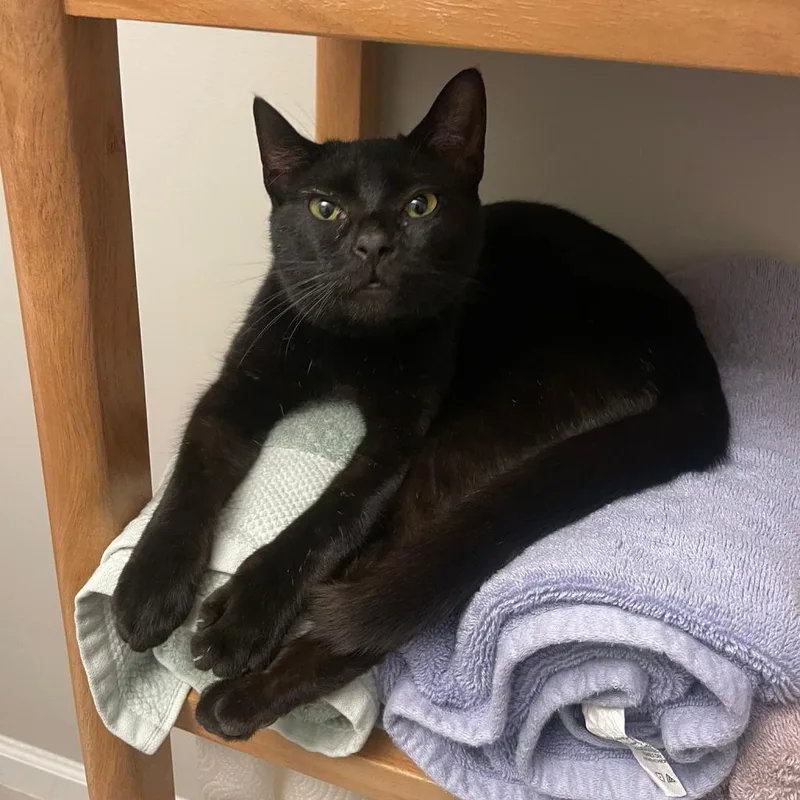 Franklin thumbnail 4