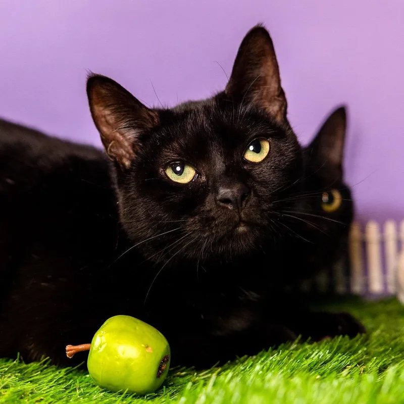 Franklin thumbnail 5