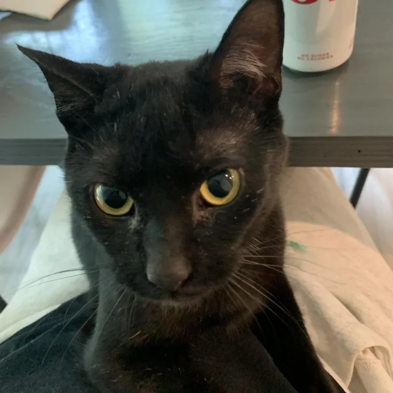 Franklin thumbnail 6