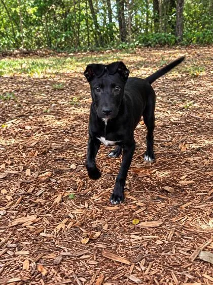A baby medium-sized male Mixed Breed dog named Boo for adoption in Cumming, GA