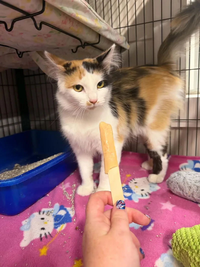 An adult medium-sized female Calico Domestic Medium Hair cat named Aurora for adoption in Caro, MI
