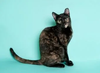 A young small-sized female Tortoiseshell Domestic Short Hair cat named Della for adoption in Liverpool, TX