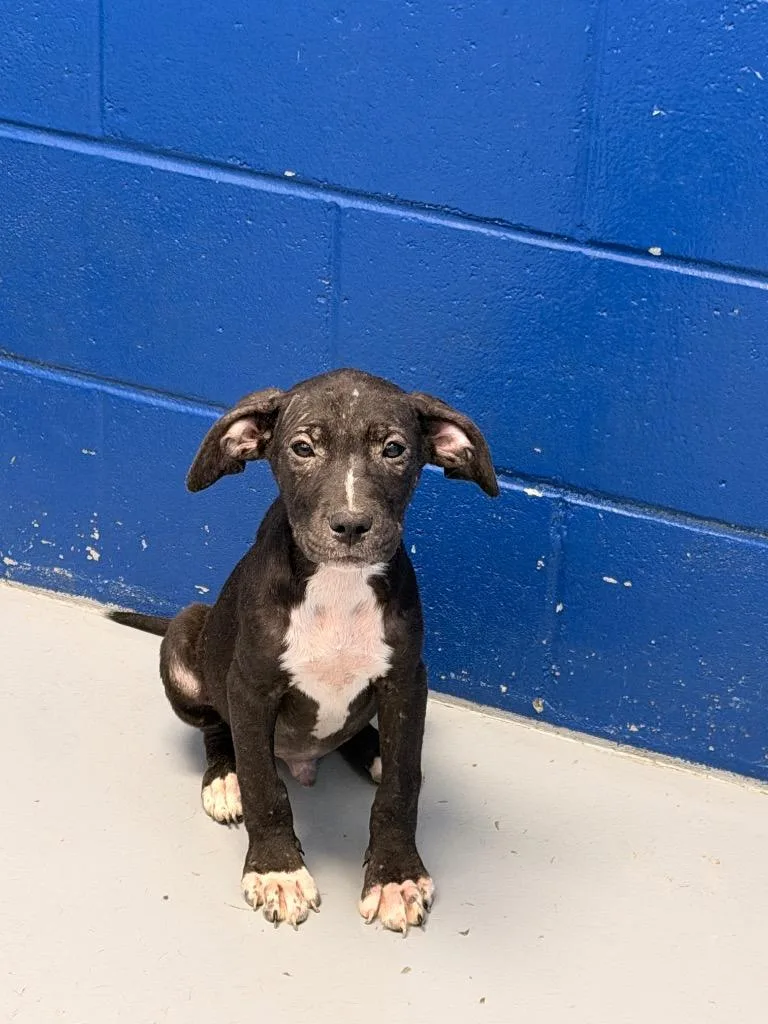 A baby medium-sized male Affenpinscher dog named Logan for adoption in Hartsville, SC