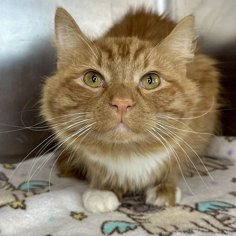 A young medium-sized male Domestic Medium Hair cat named Pumpkin for adoption in Matteson, IL