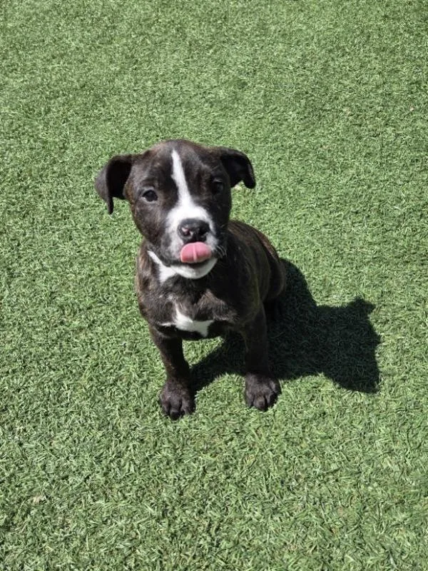 A baby small-sized male Pit Bull Terrier dog named Tipo for adoption in Hollister, CA