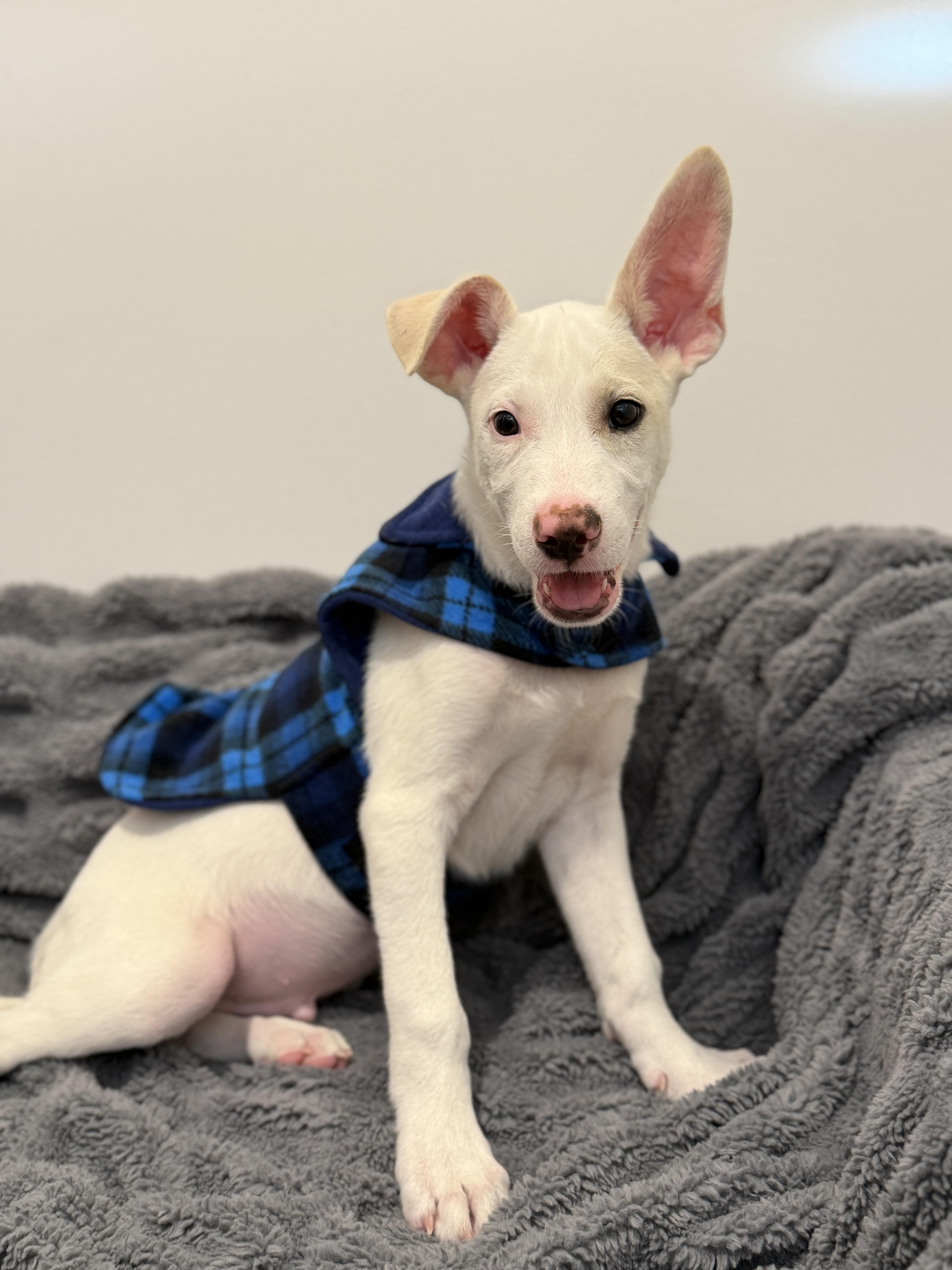 A baby medium-sized male Labrador Retriever dog named Casper for adoption in San Diego, CA