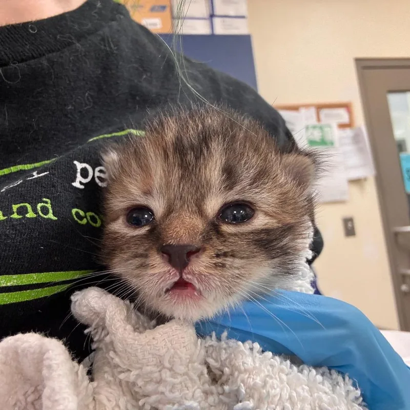 A baby small-sized female Torbie Domestic Short Hair cat named Morticia for adoption in Lynchburg, VA