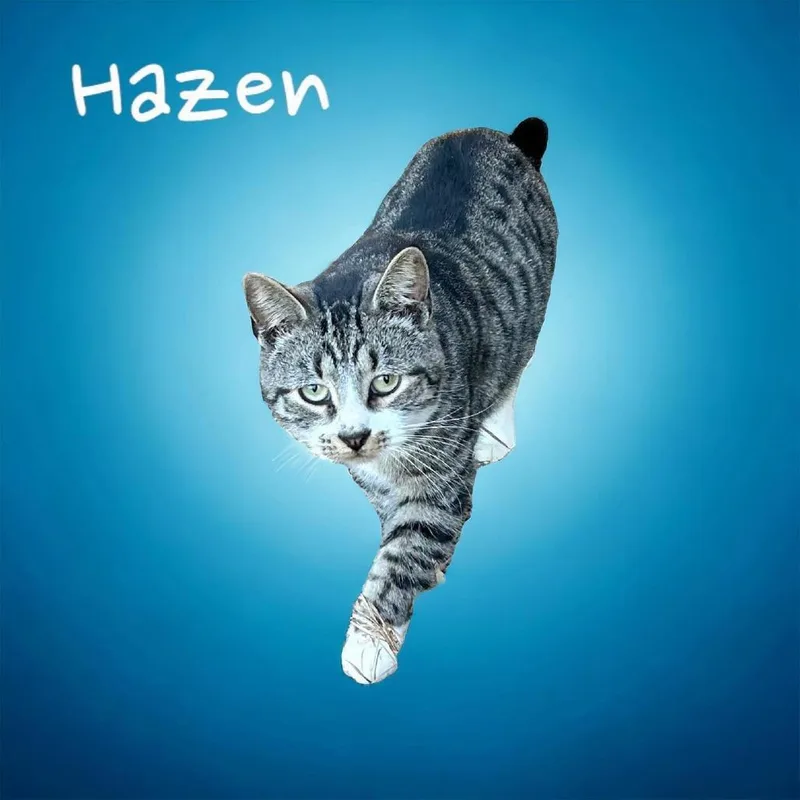 Hazen