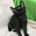 A baby medium-sized female Black Domestic Short Hair cat named Maple for adoption in Green Valley, AZ