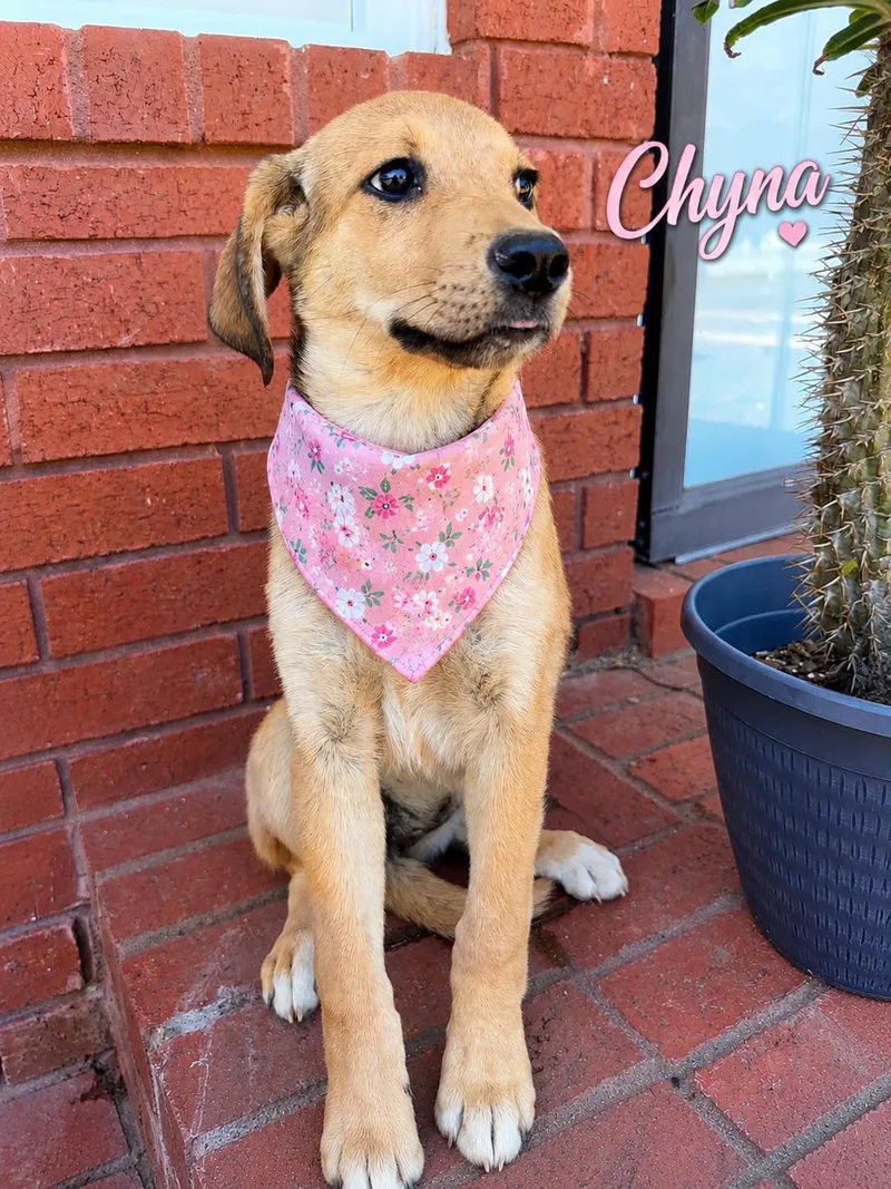 A baby medium-sized female Labrador Retriever dog named Chyna for adoption in Zimmerman, MN