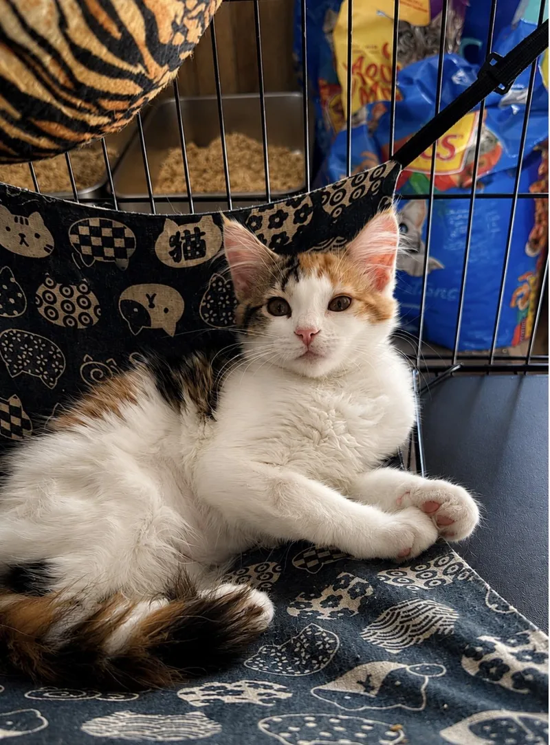 A baby medium-sized female Calico Domestic Long Hair cat named Madison for adoption in Spring, TX